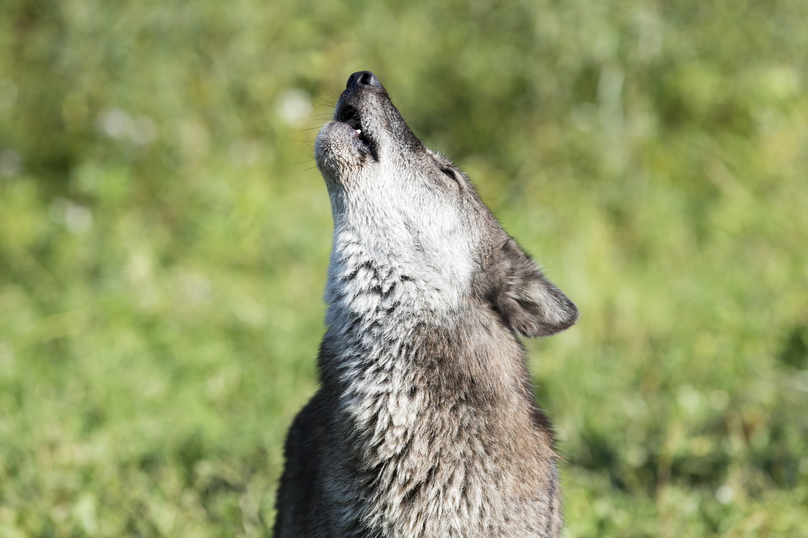 An image of a howling wolf.