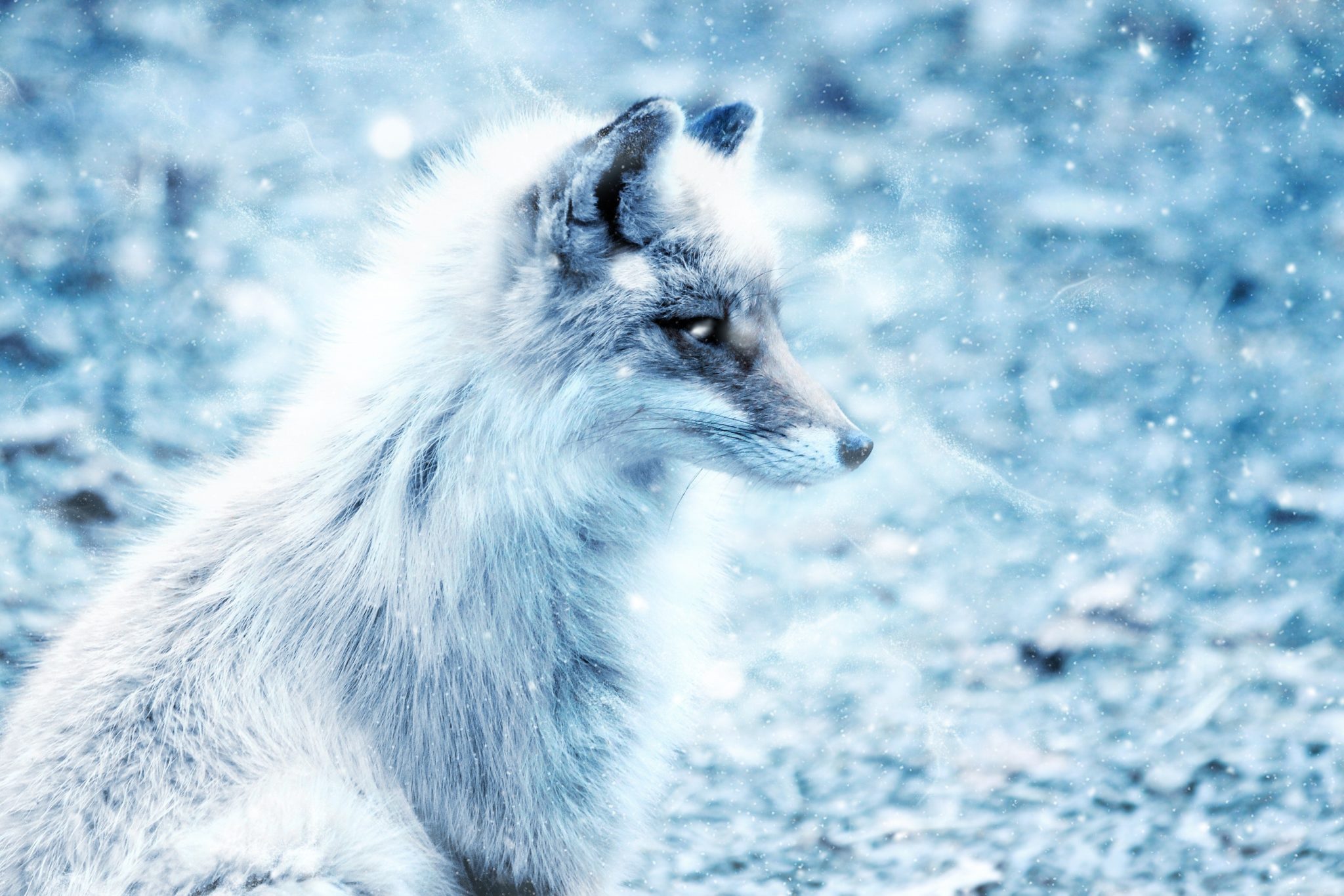 grey fox in snowfall