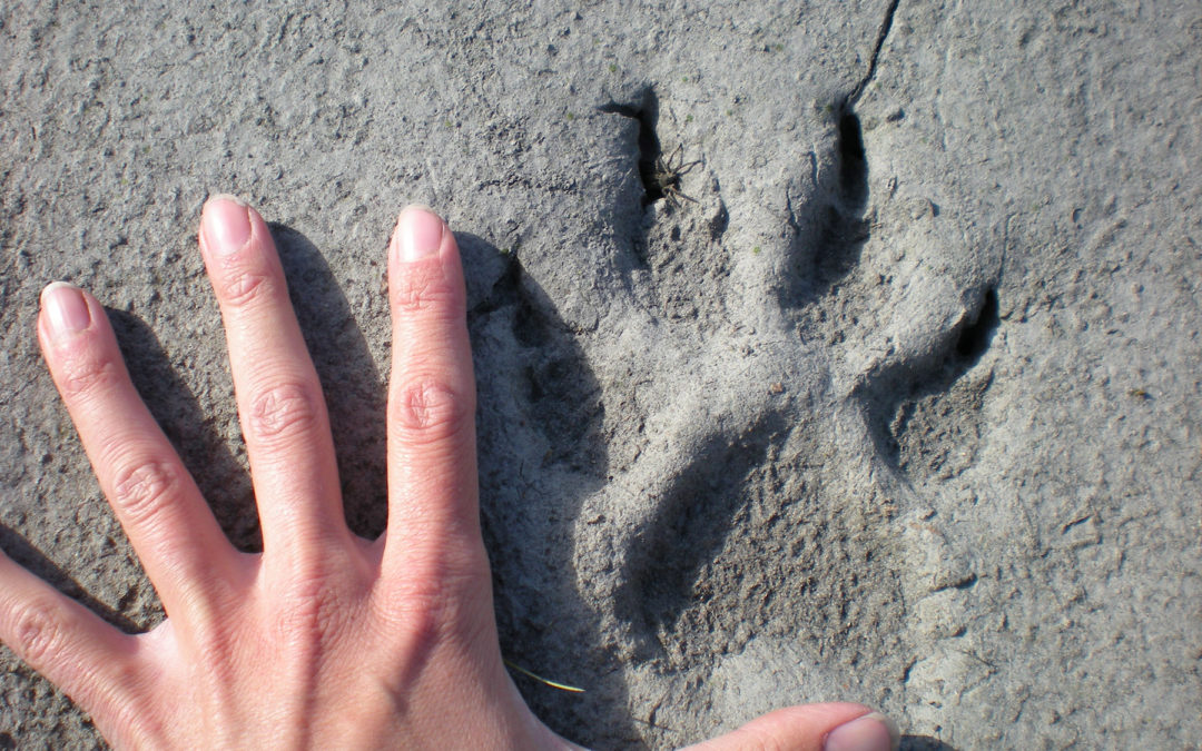 Hand and wolf track side by side on sand