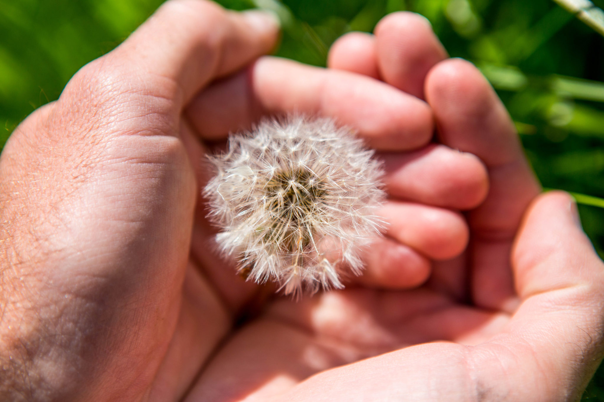 hands holding dandelion