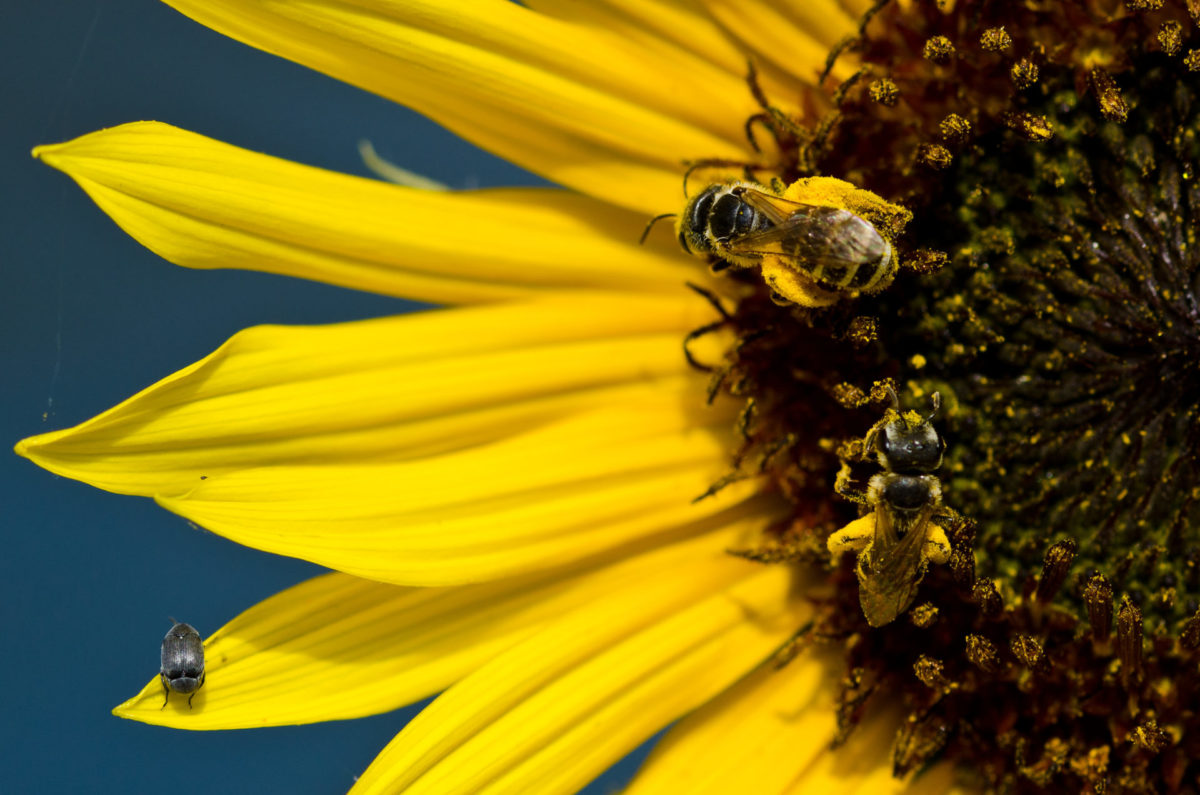 bees on sunflower closeup