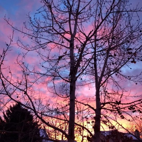 trees at colorful sunset