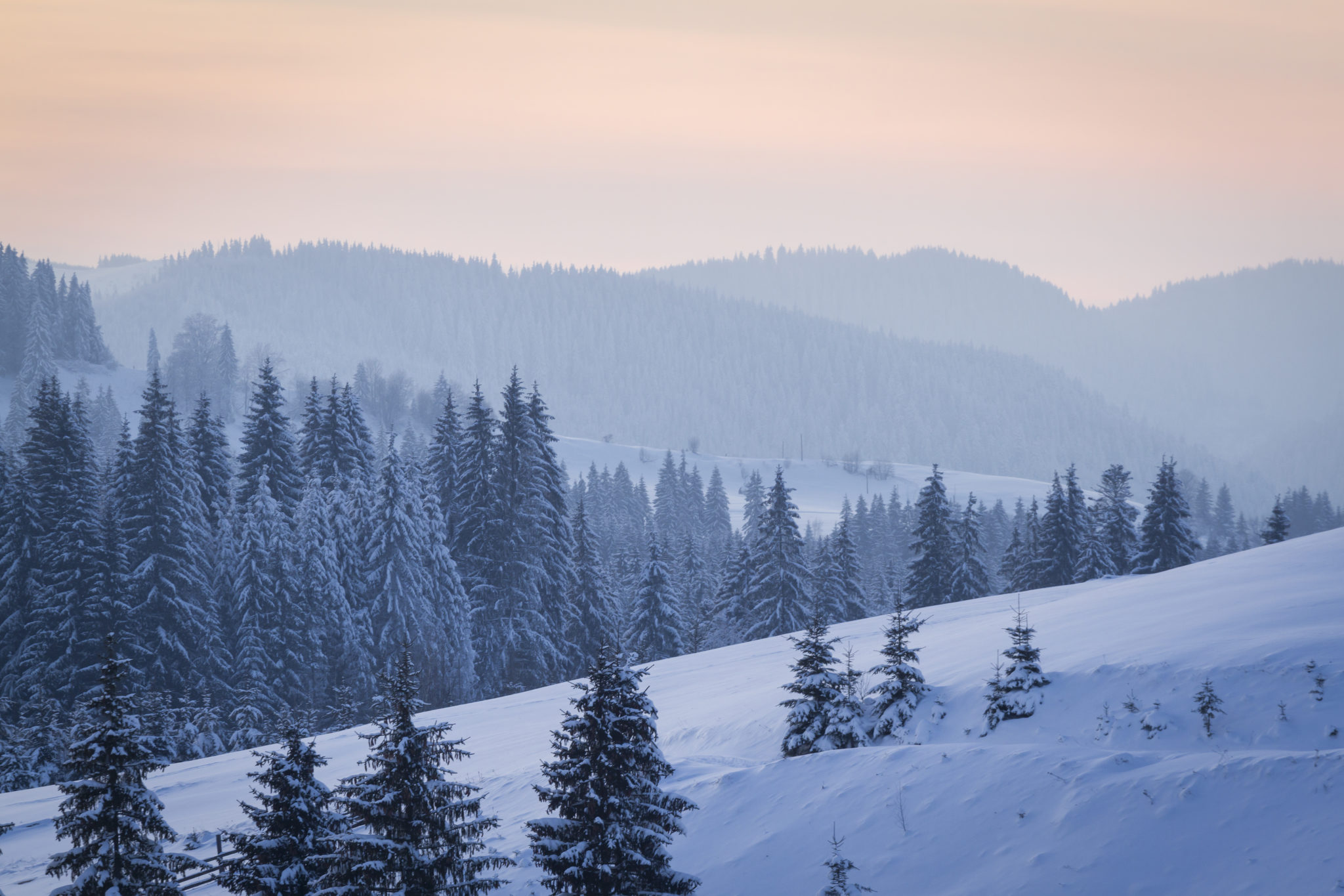 winter forest scene