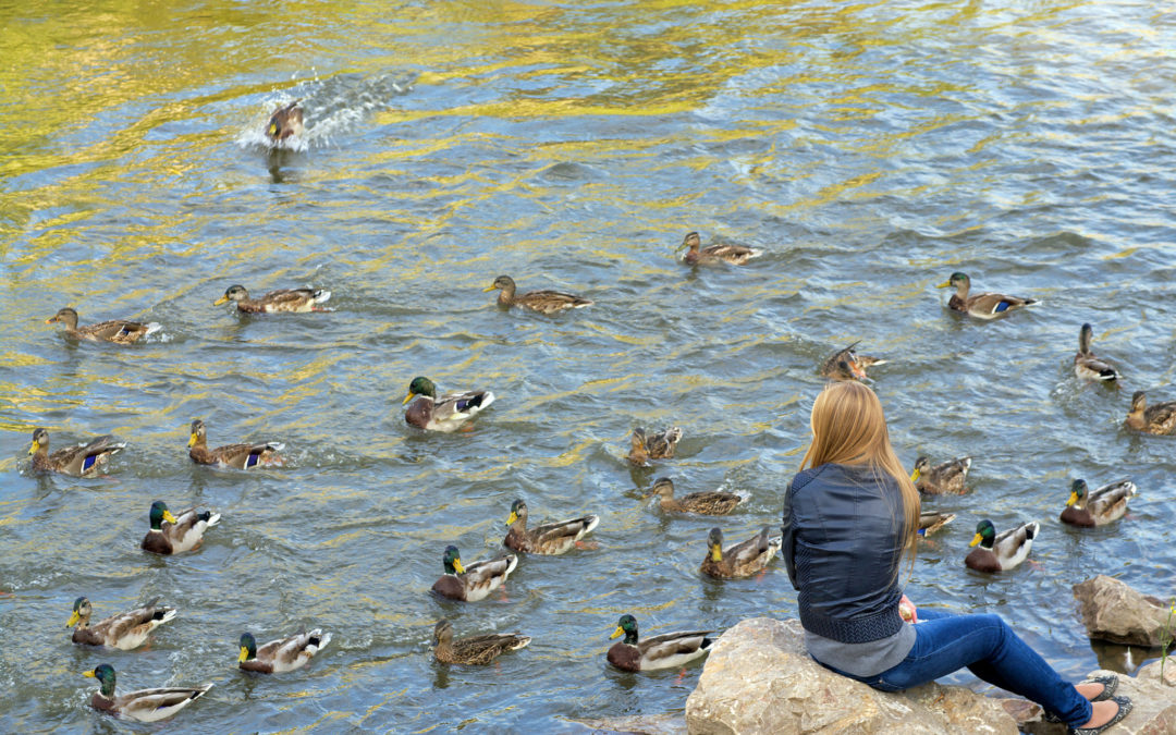 woman feeding ducks