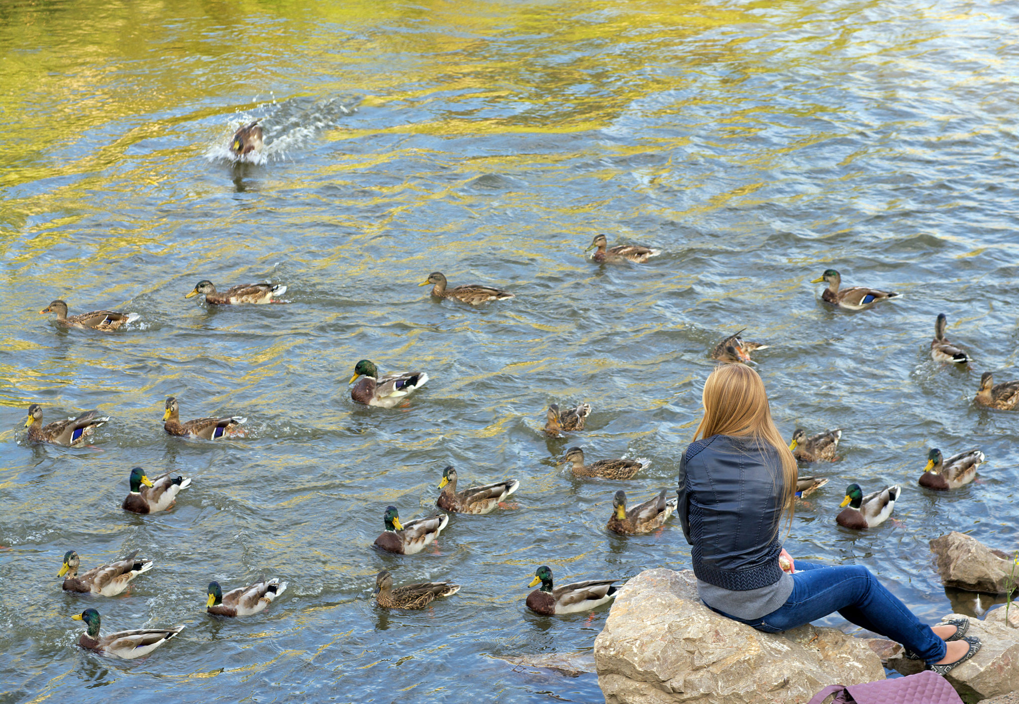 woman feeding ducks