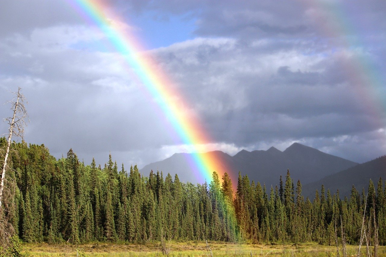 rainbow ending in forest