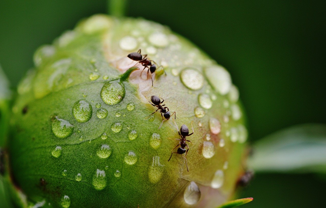 ants and dew drops on plant bulb