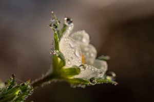 flower with dewdrops