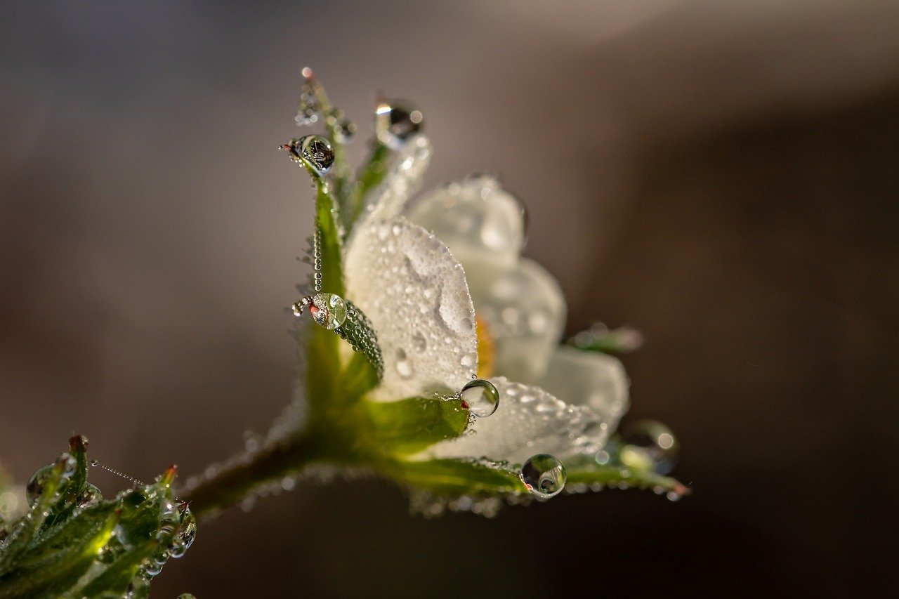 flow closeup with dew drops