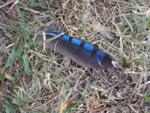 blue and black striped feather on grass