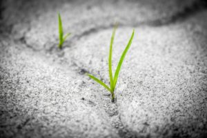 Grass growing in sidewalk crack