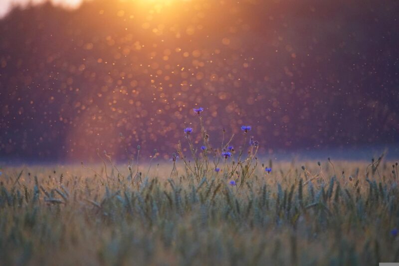 lavender field