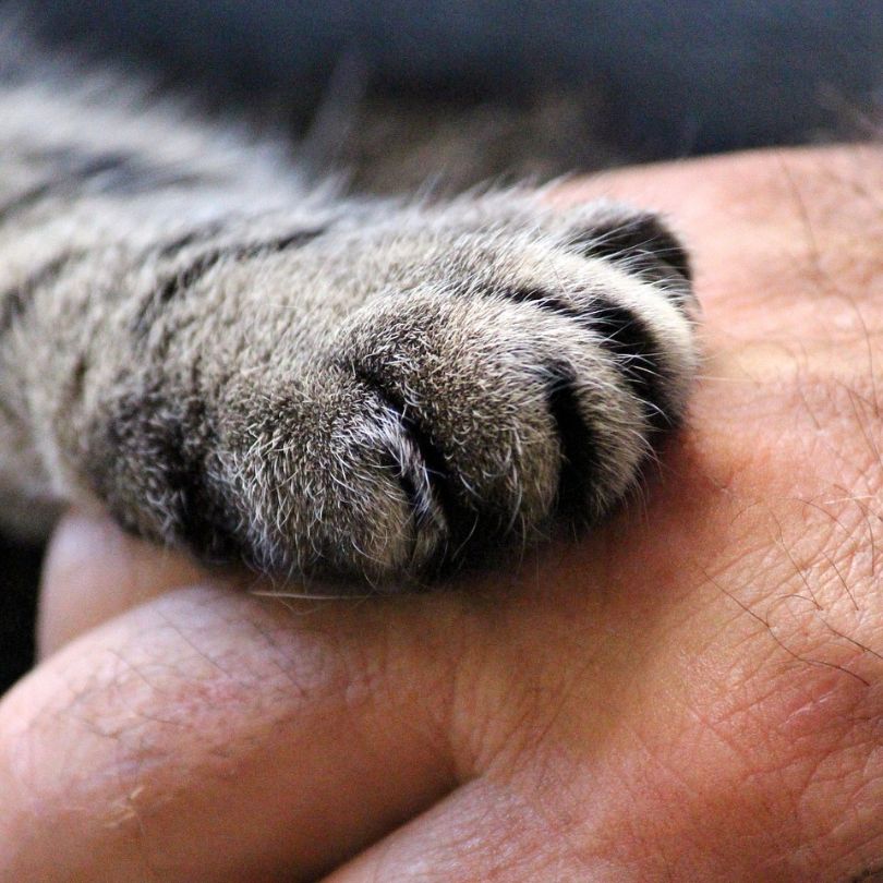 striped cat paw on a human hand